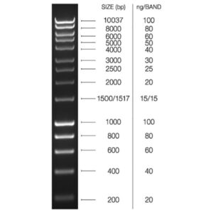 HyperLadder 1kb