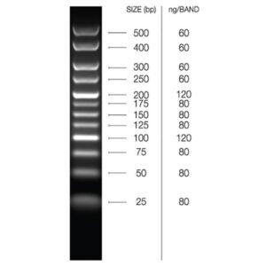 HyperLadder 25bp