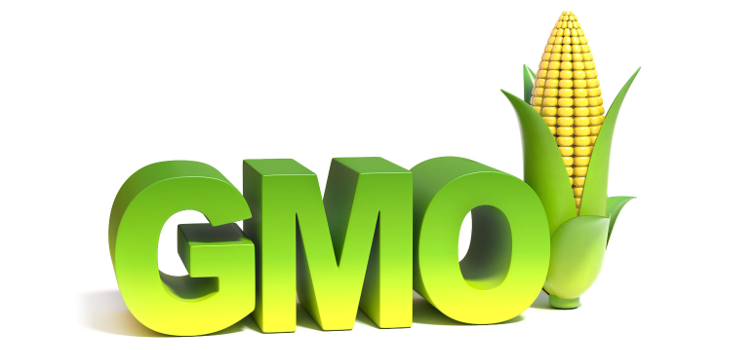 chủng chuẩn GMO